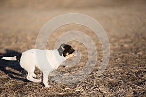 Running puppy profile