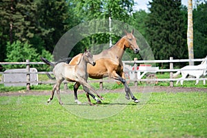 Running purebred akhalteke dam with foal in the paddock