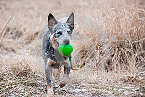 Running purebred dog with a green bal