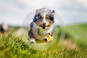 Running purebred dog photo