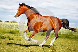 Running purebred horse photo