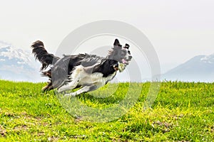 Running quick and elegant dog border collie photo