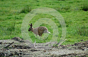 Running rabbit