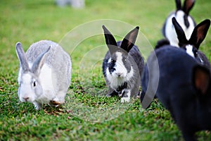 Running rabbits on lawn
