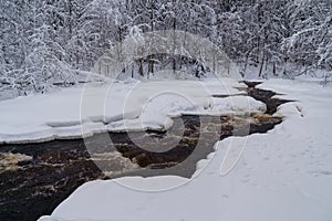 Running raging river with melted mountain water washing icy shores of snowy coniferous winter forest