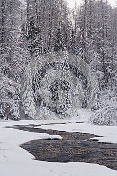Running raging river with melted mountain water washing icy shores of snowy coniferous winter forest