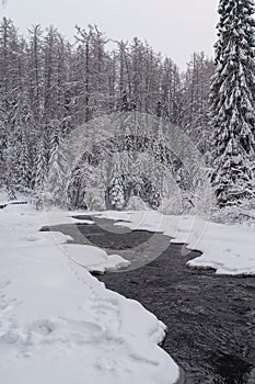 Running raging river with melted mountain water washing icy shores of snowy coniferous winter forest