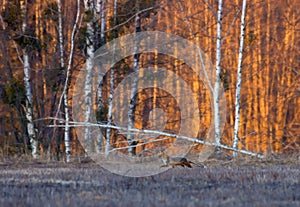 Running Red fox hunts in grass in search of food at the morning sunrise with very bright colors