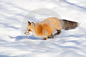 Running red fox