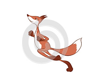 Running red fox