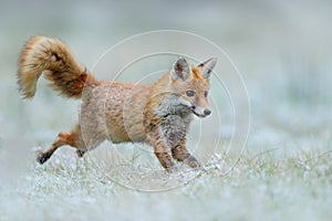 Running Red Fox, Vulpes vulpes, at snow winter