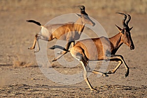 Running red hartebeest