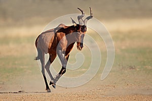 Running red hartebeest