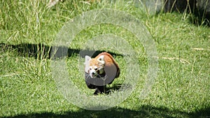 Running red panda bear