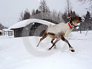 Running reindeer waiting for Santa Claus