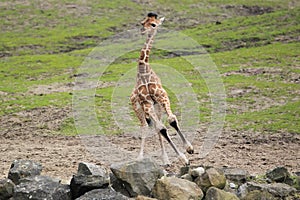 Running reticulated giraffe photo