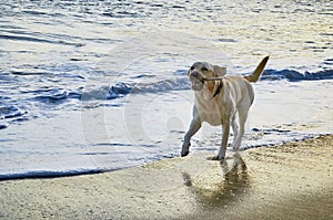 Running retriever dog in the waves. Sunset view of Beach in Sao Pedro Estoril, Portugal - Image