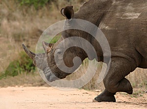 Running Rhino