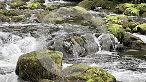 running river in forest