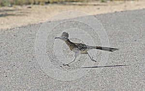 Running Road Runner photo