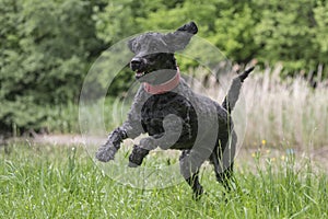 Running royal poodle