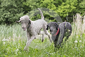 Running royal poodles