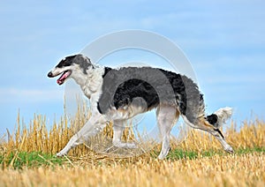 Running russian borzoi dog