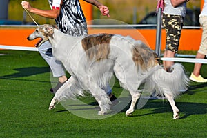 Running russian hunting sighthound dog