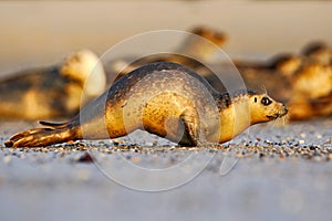 Running seal. Seal in white sand beach. Running animal. Mammal action scene. Atlantic Grey Seal, Halichoerus grypus, detail