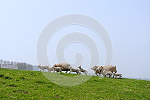 Running sheep and lambs