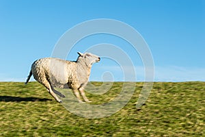 Running Sheep