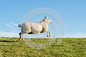 Running Sheep