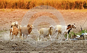 Running sheep