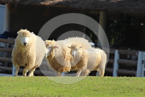 Running sheeps