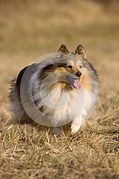 Running sheltie collie