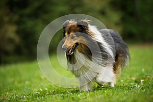 Running sheltie dog in a meadow
