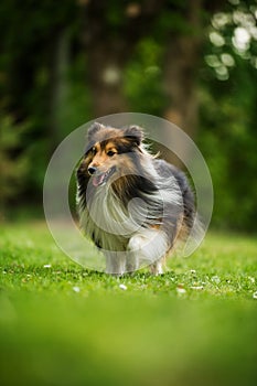 Running sheltie dog in a meadow