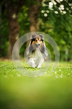 Running sheltie dog in a meadow