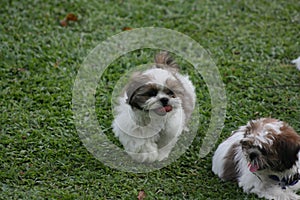 Running Shih Tzu