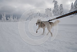 Running siberian husky
