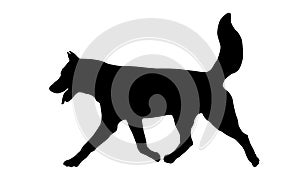 Running siberian husky puppy. Black dog silhouette. Pet animals. Isolated on a white background
