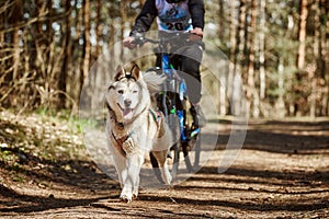 Running Siberian Husky sled dog in harness pulling bike on autumn forest dry land bikejoring