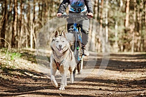 Running Siberian Husky sled dog in harness pulling bike on autumn forest dry land bikejoring