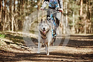 Running Siberian Husky sled dog in harness pulling bike on autumn forest dry land bikejoring