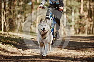 Running Siberian Husky sled dog in harness pulling bike on autumn forest dry land bikejoring