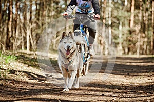 Running Siberian Husky sled dog in harness pulling bike on autumn forest dry land bikejoring