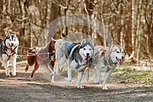 Running Siberian Husky sled dogs on autumn forest dry land, four Husky dogs outdoor mushing