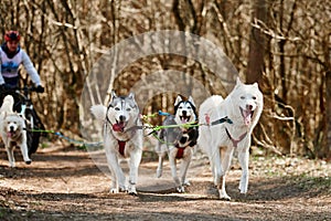 Running Siberian Husky sled dogs on autumn forest dry land, three Husky dogs outdoor mushing