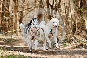 Running Siberian Husky sled dogs on autumn forest dry land, three Husky dogs outdoor mushing