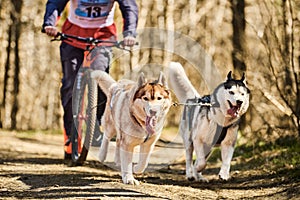 Running Siberian Husky sled dogs in harness pulling scooter on autumn forest dry land scootering